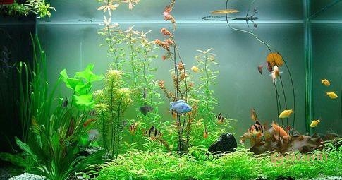 Nhà hình chữ L khuyết góc Bắc có thể đặt bể cá để hóa giải.