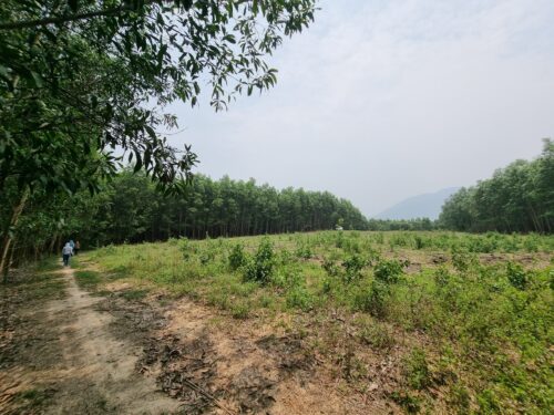 BÁN LÔ ĐẤT CHÍNH CHỦ TẠI THÔN 5, DIÊN ĐỒNG, DIÊN KHÁNH - Hình ảnh 2