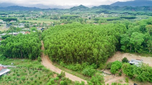 CẦN BÁN NHANH LÔ ĐẤT TẠI DIÊN XUÂN, DIÊN KHÁNH, KHÁNH HÒA - Hình ảnh 5